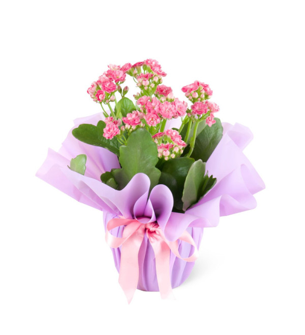 Pembe Kalanchoe Çiçeği